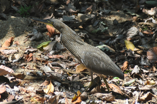 Bare-throated tiger heron