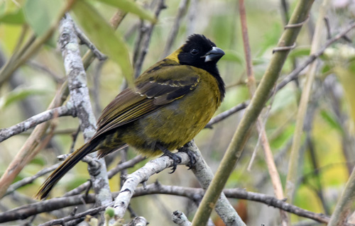 Crimson-collared grosbeak