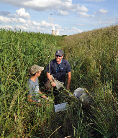 Jim and Austin in Phragmites