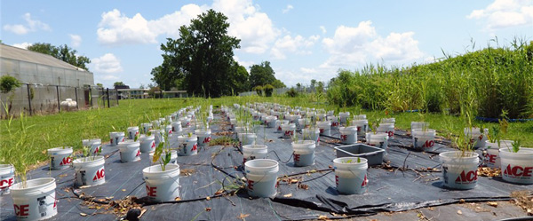 taro in pots in field