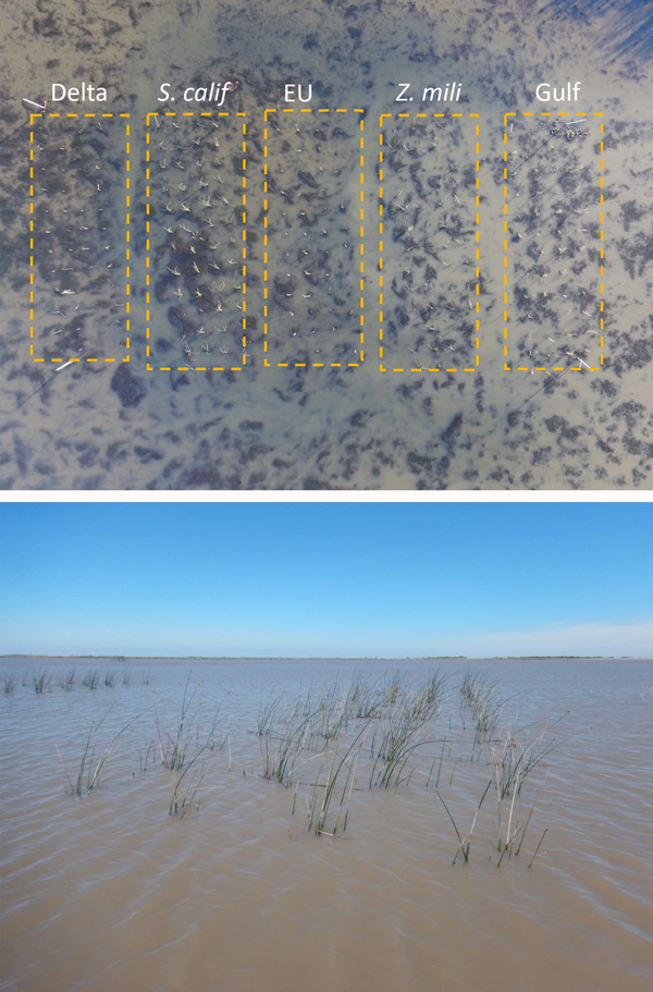 drone image and ground view of planting grids