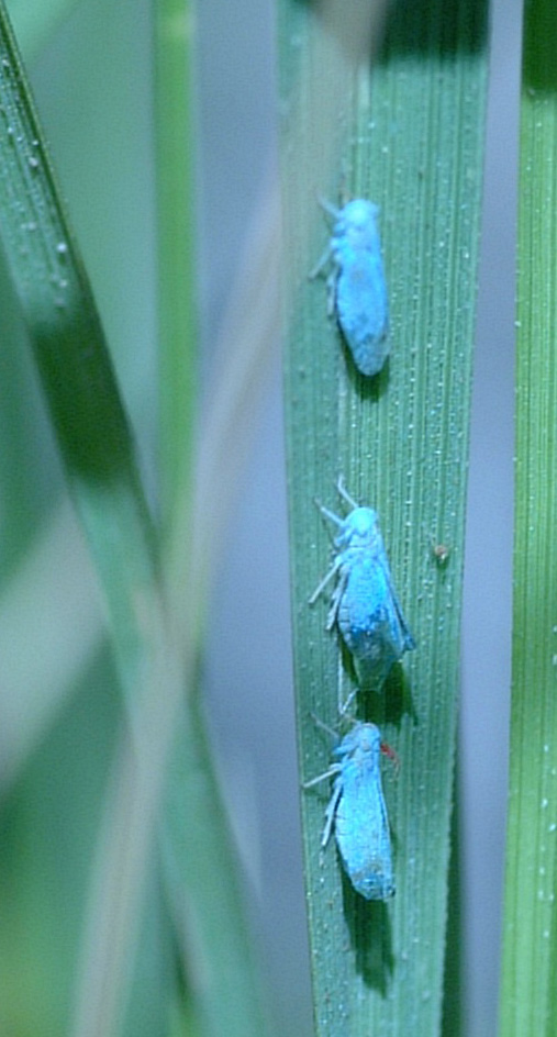 Marked planthoppers