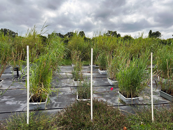 phragmites growing in pots