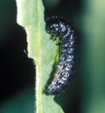 Trirhabda larvae
