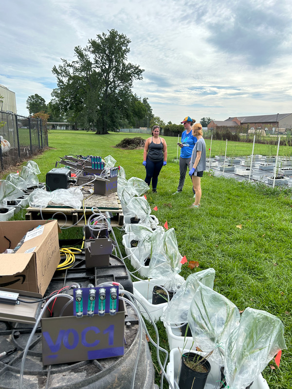 photo of VOC collecting devices on plants