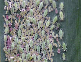 Aphid Colony on Leaf