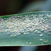 Aphid infestation