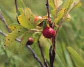 Diplolepis bicolor