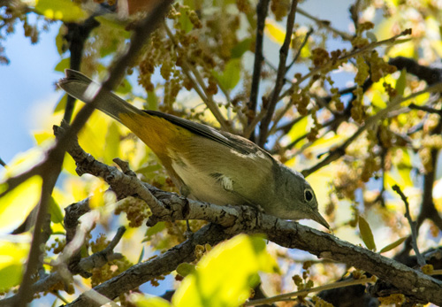 Colima warbler