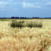 Prairie cordgrass