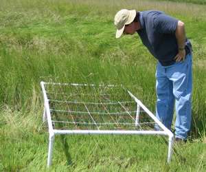 John Reeve observing planthopper boundary behavior