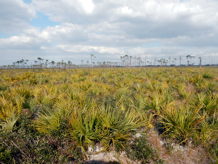 photo of flatwoods