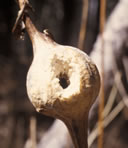 Chickadee attacked gall