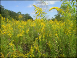 Goldenrod