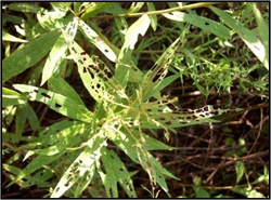 Goldenrod herbivore damage