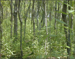 Goldenrod in late successional