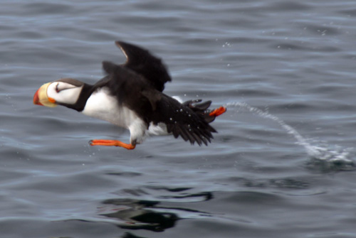 Horned puffin