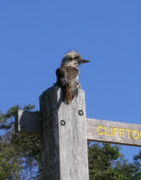 Kookaburra