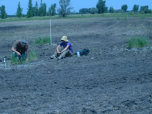 Cordgrass Patches in Mudflat