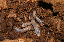 O. disjunctus Larvae