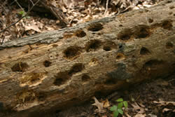 Dead wood with galleries