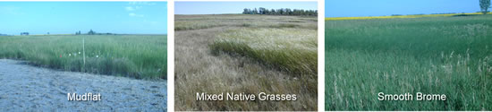 cordgrass