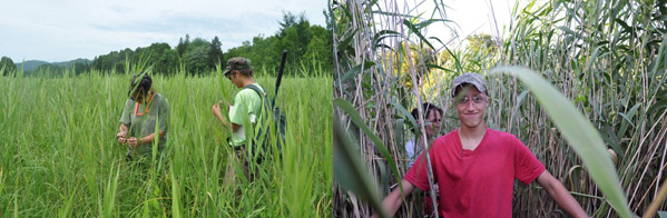 common garden of Phragmites