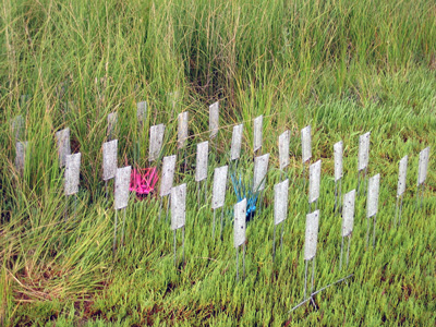 Parasitoid mudflat-edge grid