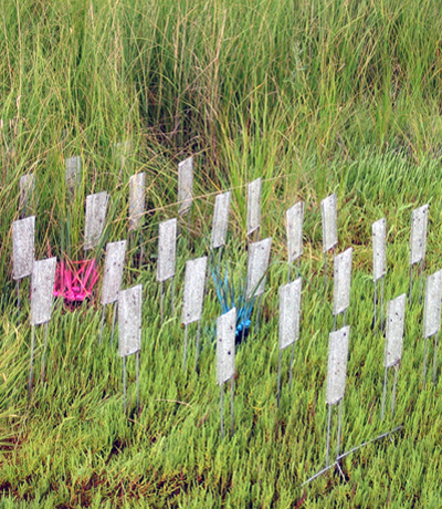 parasitoid mudflat edge grid