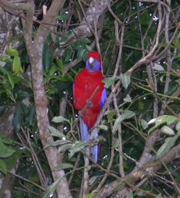 Crimson rosella