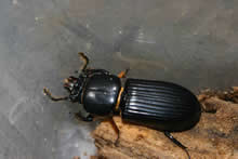 Adult O. disjunctus