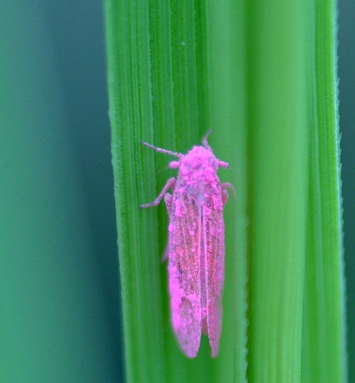 Bagworm