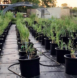 potted Phragmites