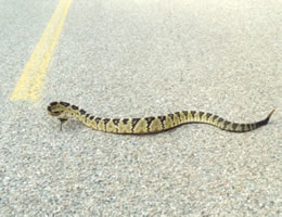 Black-tailed rattlesnake