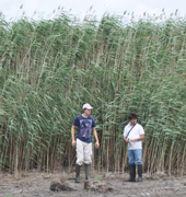 Phragmites australis