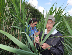 Surveying Phragmites