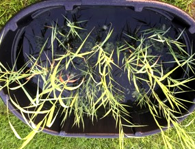 Phragmites in tank