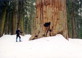 Snowshoeing in Sequoia National Park