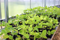 soybeans in greenhouse