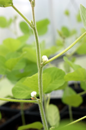 Flowering soybean