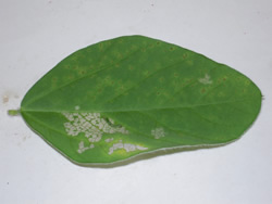 Defoliation of soybean leaf