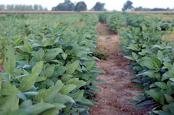 soybean fields