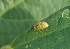 Banded cucumber beetle