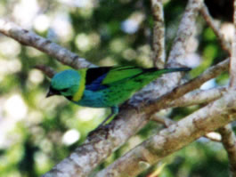 Green-headed tanager