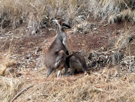 Wallaby