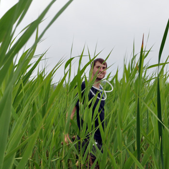 native Phragmites